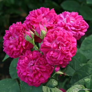 ROSE DE RESHT®